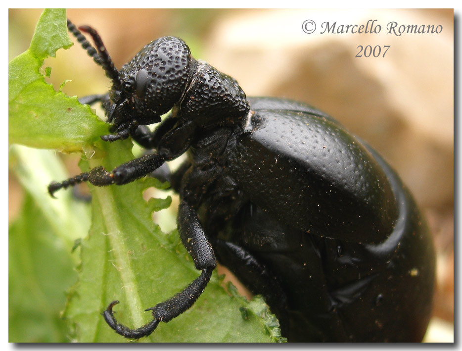 Il pasto della Meloe tuccius:foto e filmati  (Col. Meloidae)